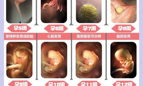 妇乐片说明书?西网-分享妇乐片的说明书，妇乐片是干嘛的知识库